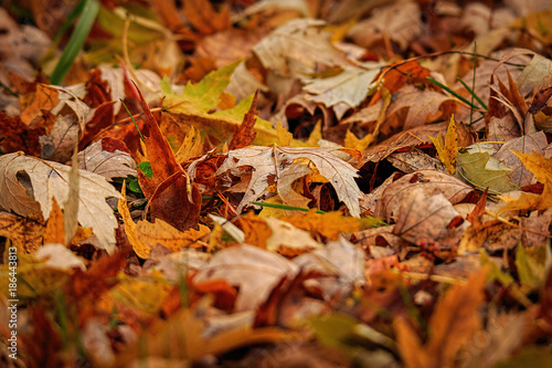 Fall Leaves