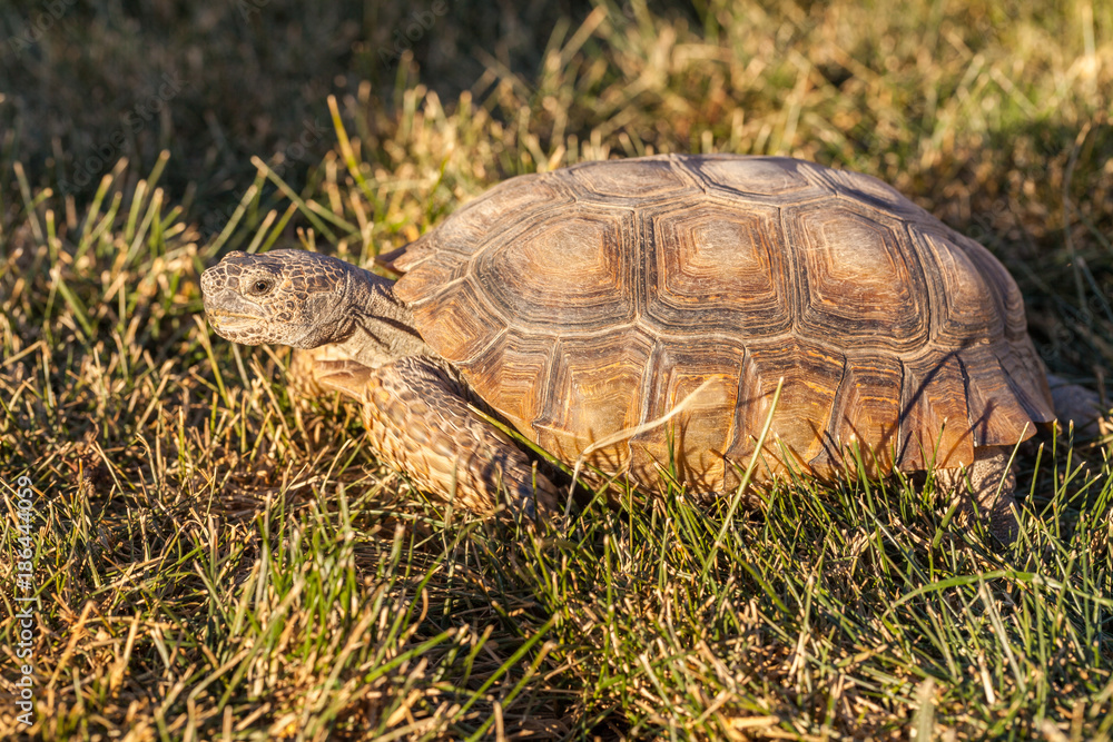 Cute Desert Tortoise in Arizona Cute Desert Tortoise in Arizona