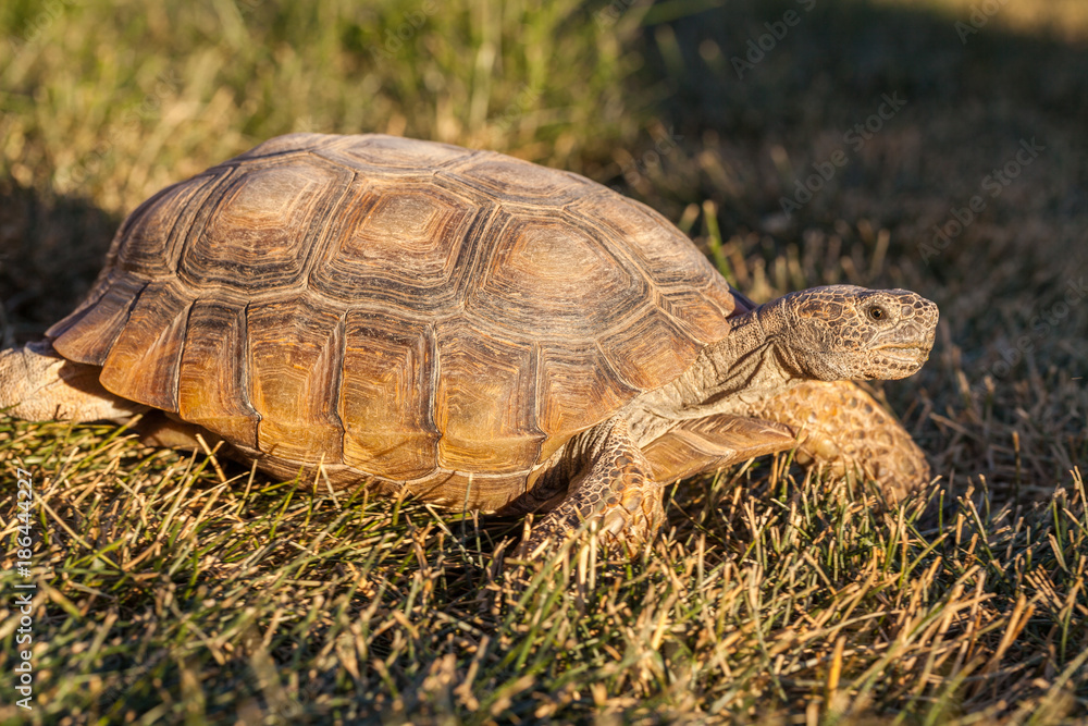 Fototapeta premium Cute Desert Tortoise in Arizona