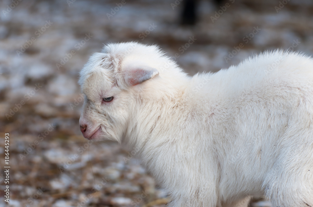 Pure bred little newborn white goat first steps on the farm. Pure bred little newborn white goat first steps on the farm.