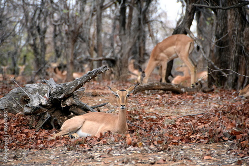 2015-10 Südafrika photo