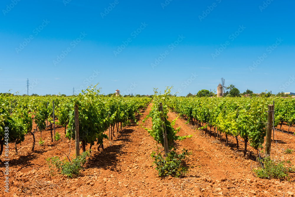 Vineyards in Central Mallorca Spain