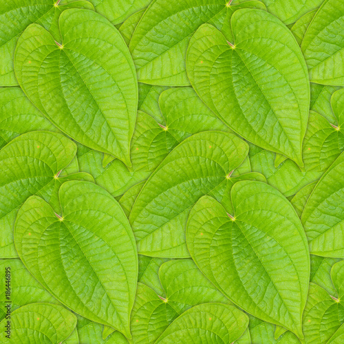 Seamless background of green leaf