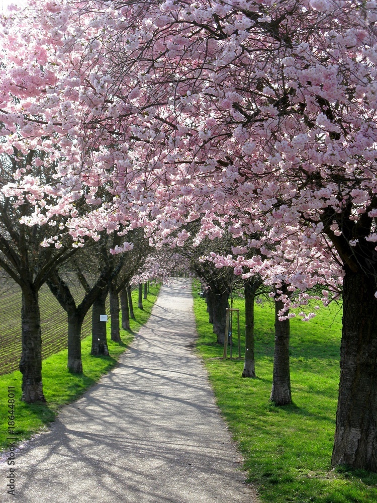 Allee mit blühenden Kirschbäumen