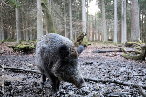 Wildschwein im Wald  photo