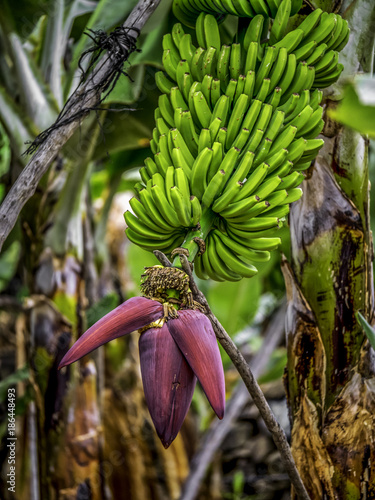 Bananas with flower and caterpillars. Bananas are the major crop and export on the island, of La Palma in the canary islands