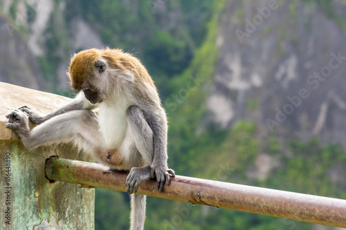 Photography Exposed perched Macaque monkey