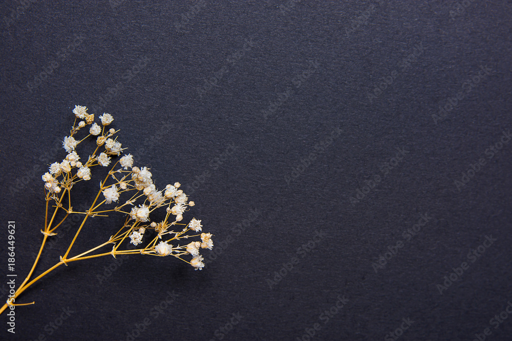 Twig of Small White Dry Spring Flowers on Black Background in Vintage Style. Easter Mother's Day Concept. Minimalist Style. Website Banner Template Copy Space Twig of Small White Dry Spring Flowers on Black Background in Vintage Style. Easter Mother's Day Concept. Minimalist Style. Website Banner Template Copy Space