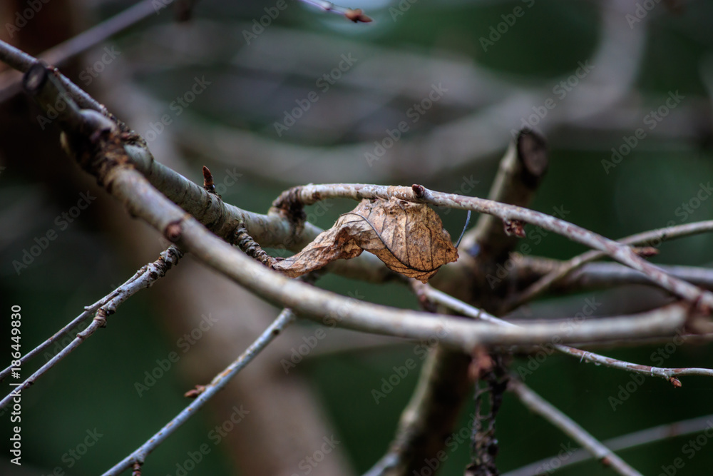 small bare branches hold up last of the fall leaves small bare branches hold up last of the fall leaves