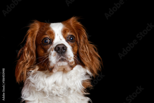 Young dog King Charles Spaniel with big eyes attentive looks away. Isolated on black. Shallow focus.