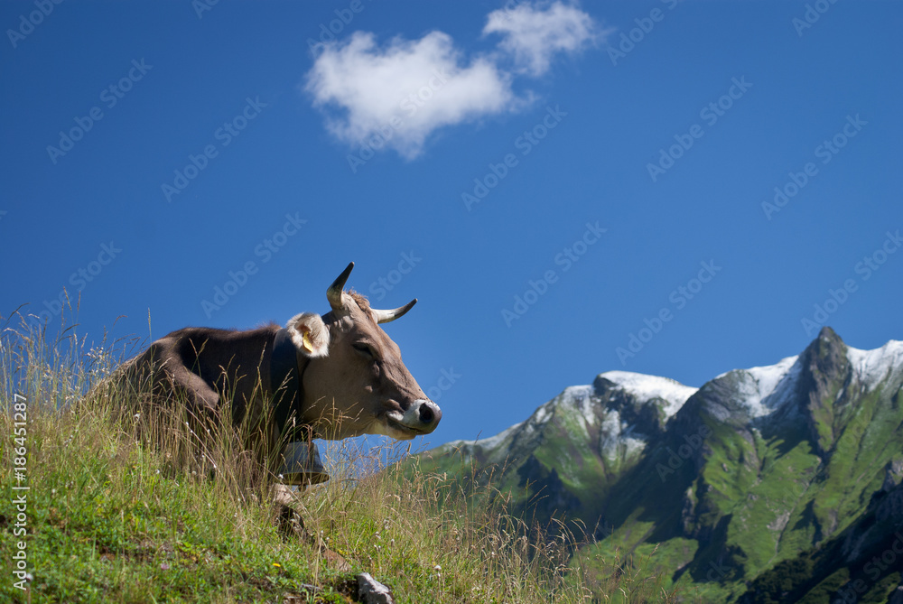 Kuhr auf Bergweide im Allgäu Kuhr auf Bergweide im Allgäu