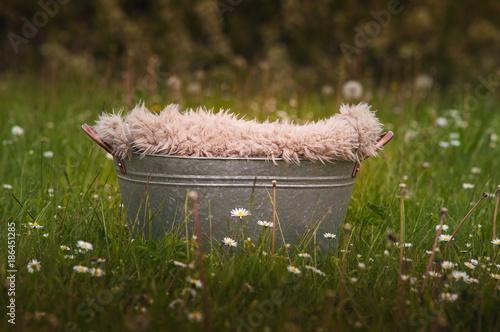 newborn digital backgrop for photographers