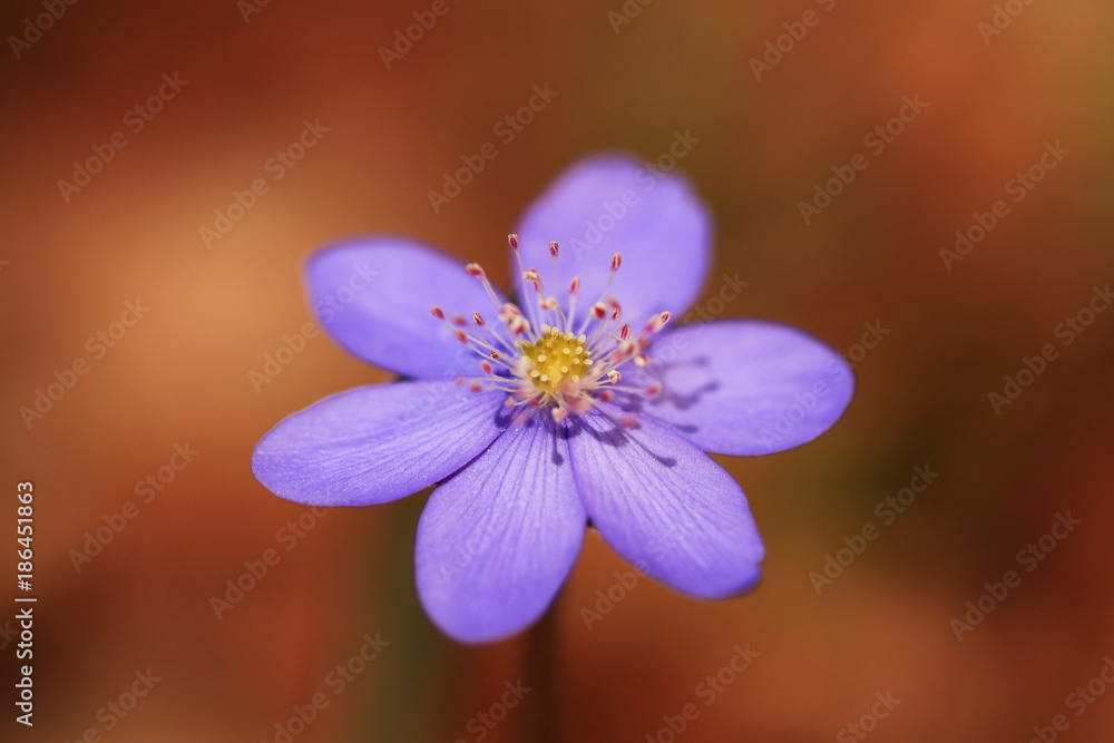 Hepatica nobilis. It is spread throughout Europe. Not expanded in the UK and Iceland. They grow mostly in deciduous forests. Free nature. Spring nature. Beautiful photo. Hepatica nobilis. It is spread throughout Europe. Not expanded in the UK and Iceland. They grow mostly in deciduous forests. Free nature. Spring nature. Beautiful photo.