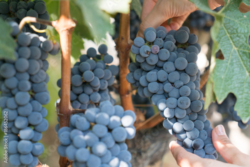 Grapes in Vineyard in Summer Time Bozcaada in Canakkale Turkey 2017