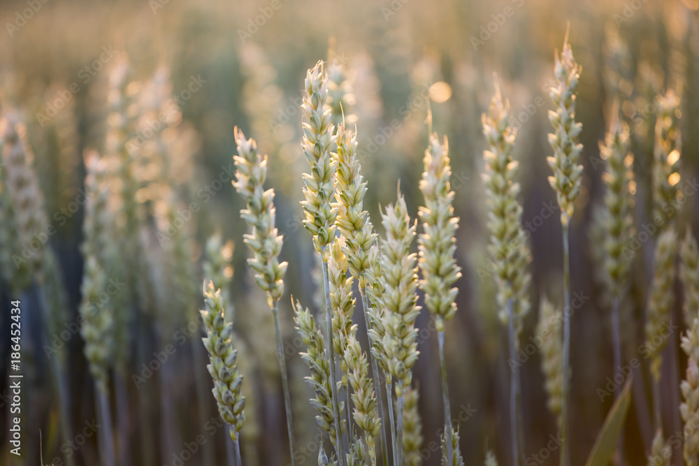 Fototapeta premium Close up of wheat ear in field