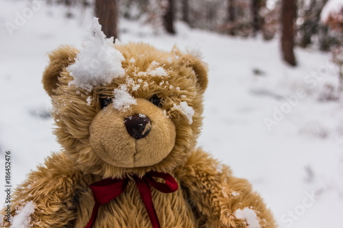 Teddy bear Dranik
