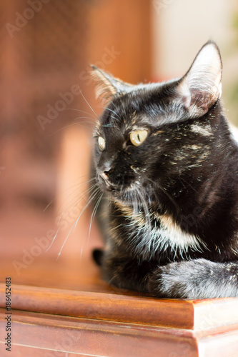  black cat at home