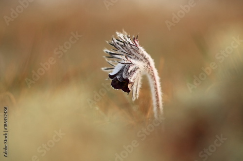 Pulsatilla pratensis. It grows in sunny and bright places. For example, on rocky and grassy slopes. In meadows, steppes, or in light forests. It is a thermophilic species.