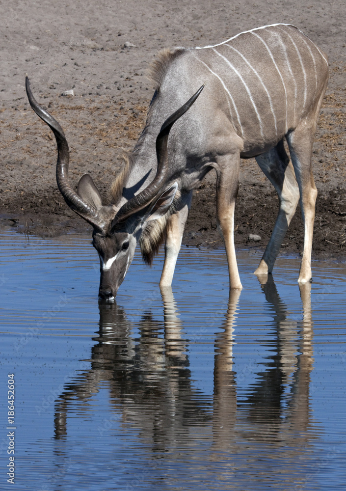 Male Kudu - Etosha National Park - Namibia Male Kudu - Etosha National Park - Namibia