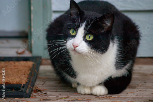 black and white cat with green eyes watches things from the porch