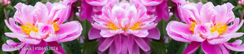  panorama pink peony grows on a flower bed