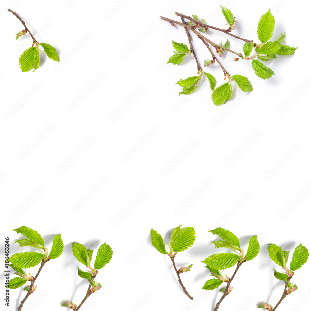 Fototapeta premium spring background of thin tree branches