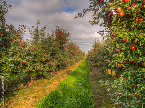 A fruit orchard and red,  apple © Mirek