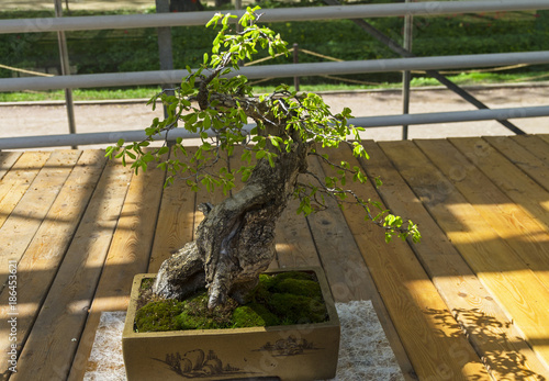 Oriental hornbeam - Bonsai in the style of "Straight and free".