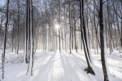 Beautiful winter forest tree sun snow landscape hiking in mountains