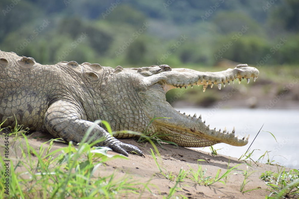 Obraz premium American Crocodile, Rio Tarcoles, Costa Rica