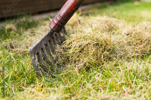 Cleaning up the grass with a rake. Aerating and scarifying the lawn in the garden.