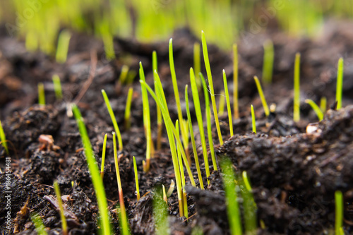 Closeup of young green grass seeds that begin to grow on new topsoil