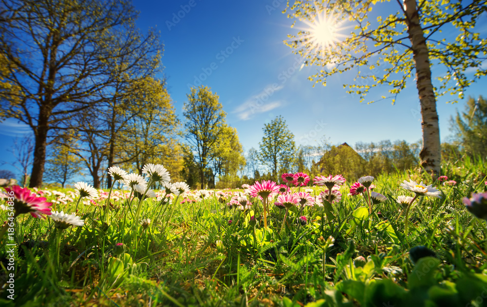 Fototapeta premium Łąka z dużą ilością białych i różowych wiosennych kwiatów daisy w słoneczny dzień