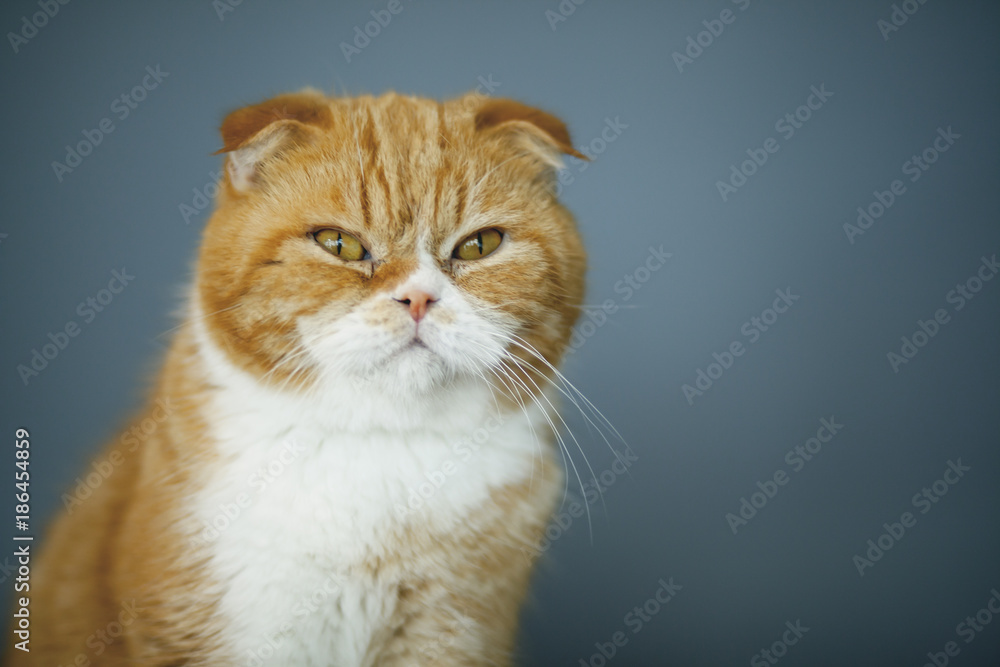 Scottish Fold Cats