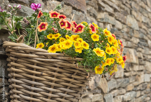 Petunia flowers in a wooden basket, hanging on a stone wall in Monschau, Germany. Colorful bunch of flowers in a woven basket.