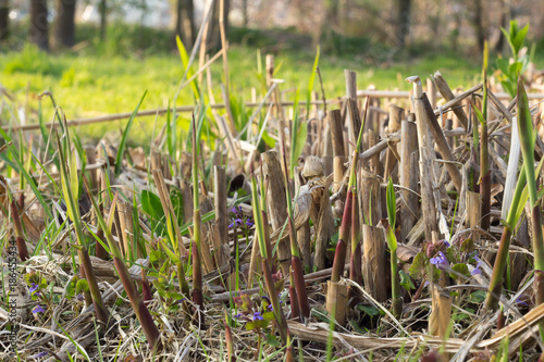 Young chinese reed stalks begin to grow out of the ground. green sproutling and seedlings of reed grwoing between old cut down reed stalks. photo