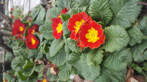 red and yellow flowers. this flowers in dolmabahçe palace of istanbul