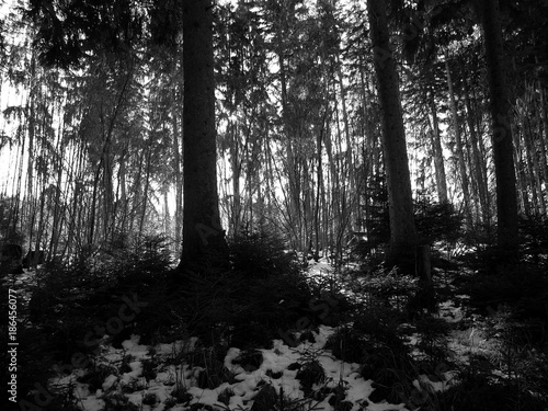 Dunkler Nadelwald im Gegenlicht im Winter mit Schnee in Rudersau bei Rottenbuch im Pfaffenwinkel im Kreis Weilheim-Schongau in Oberbayern, fotografiert in neorealistischem Schwarzweiß photo