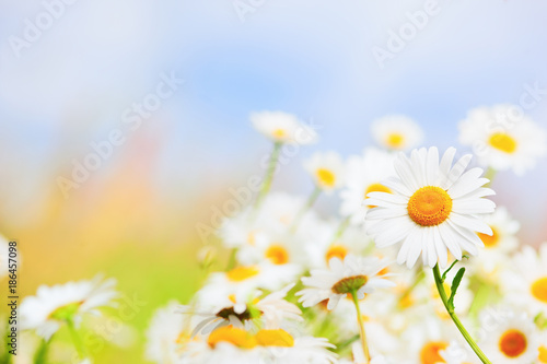 Fototapeta Naklejka Na Ścianę i Meble -  Chamomile among flowers