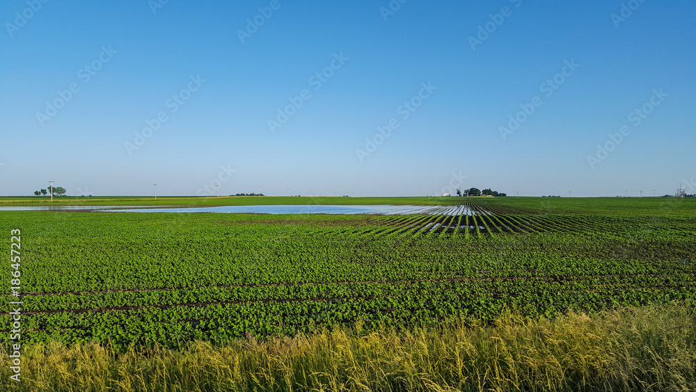 Soybean field with flooded water from rain storms Soybean field with flooded water from rain storms