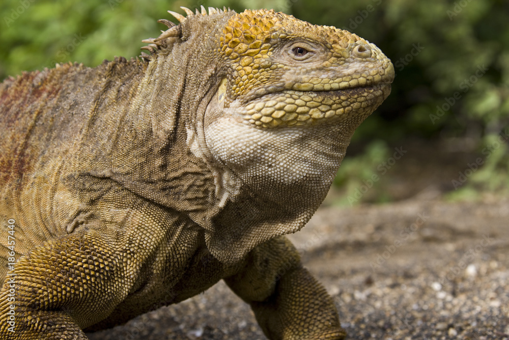 Obraz premium Galapagos Land Iguana - Galapagos Islands - Ecuador