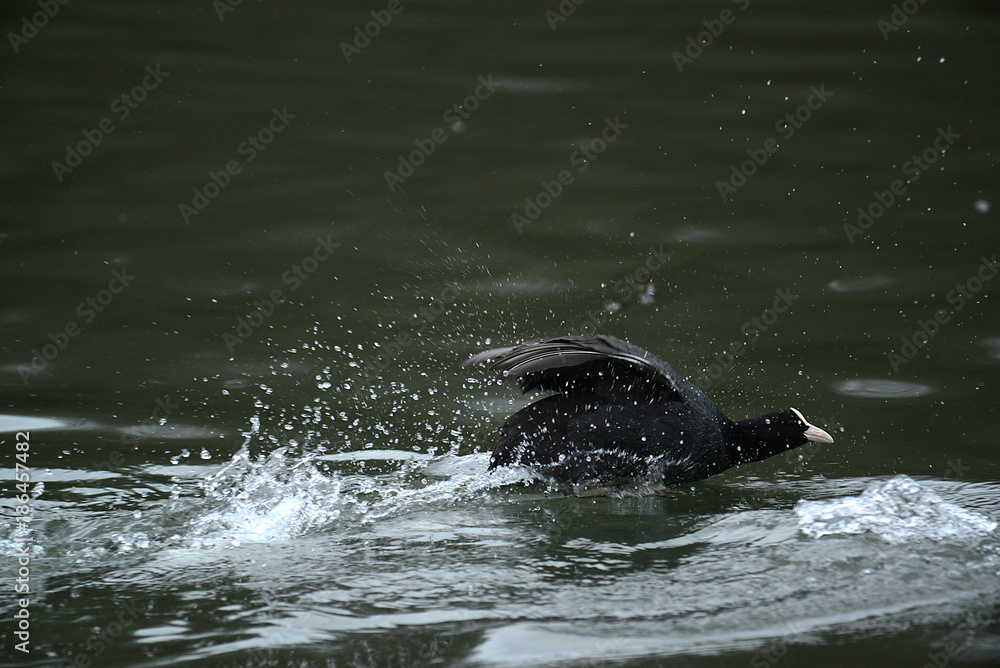 Enten und Wildgänse am Wasser Enten und Wildgänse am Wasser