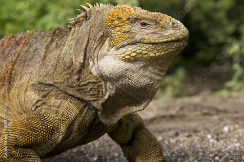 Galapagos Land Iguana - Galapagos Islands - Ecuador