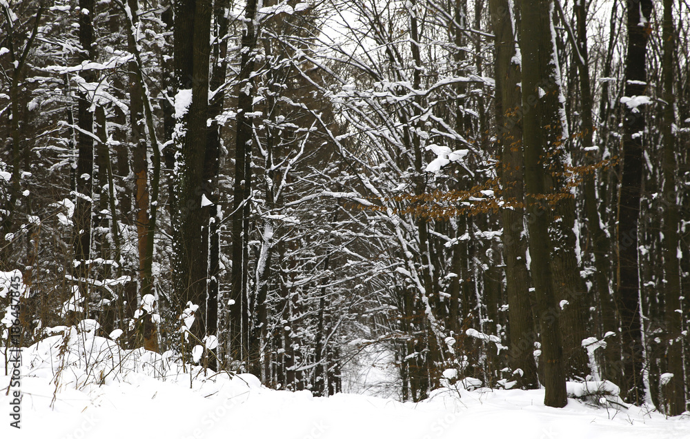 nature in winter foto