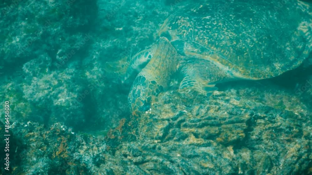 underwater close up of a green sea turtle feeding on seaweed at isla santiago in the galapagos islands, ecuador underwater close up of a green sea turtle feeding on seaweed at isla santiago in the galapagos islands, ecuador