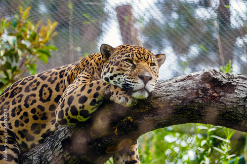 Jaguar resting © Ramiro