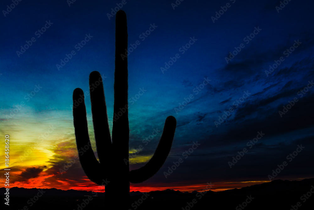 Saguaro cactus (Carnegiea gigantea) in the Saguaro National Park, Arizona, USA