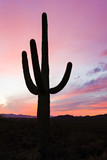Saguaro cactus (Carnegiea gigantea) in the Saguaro National Park, Arizona, USA