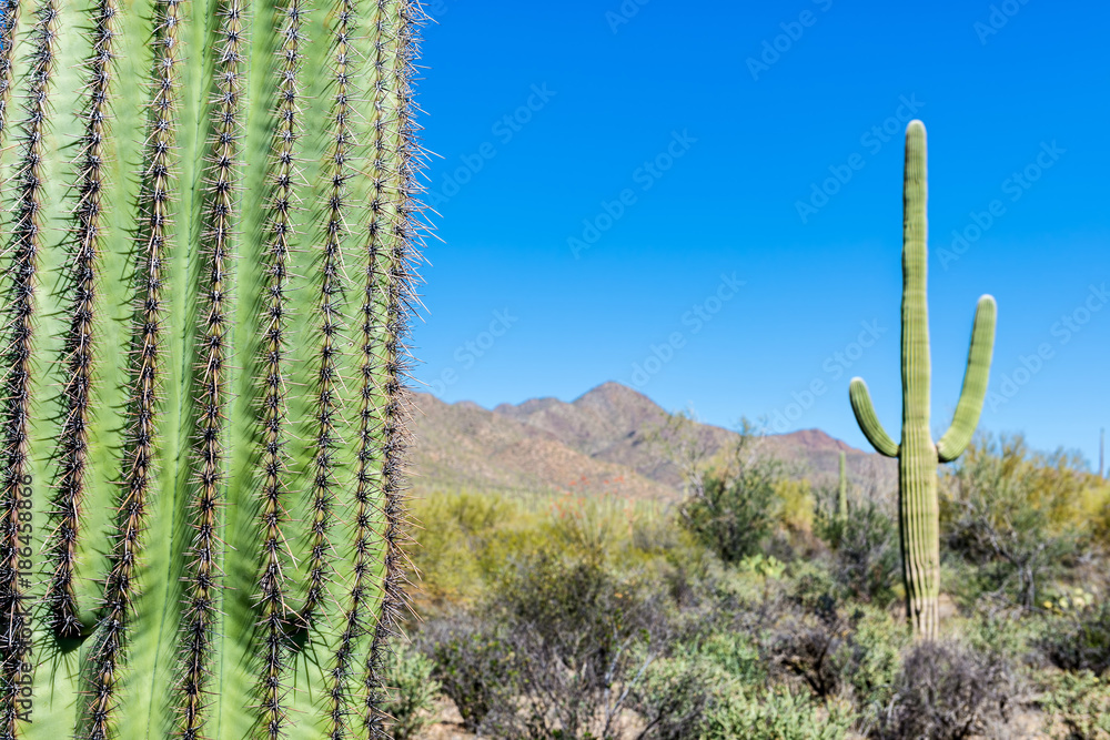 Saguaro cactus (Carnegiea gigantea) in the Saguaro National Park, Arizona, USA Saguaro cactus (Carnegiea gigantea) in the Saguaro National Park, Arizona, USA