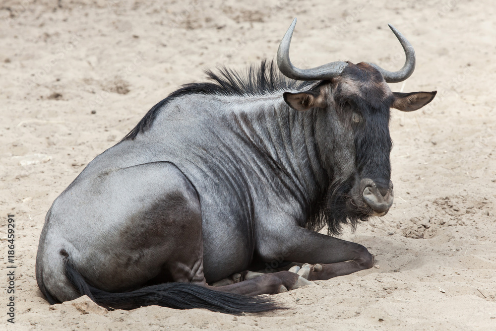 Naklejka premium Blue wildebeest (Connochaetes taurinus)